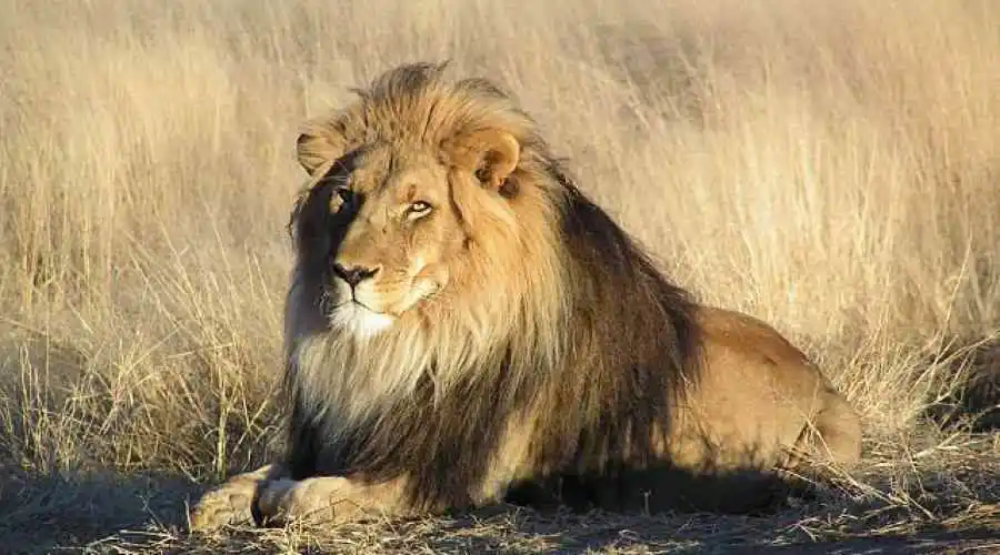African lion (Panthera leo)