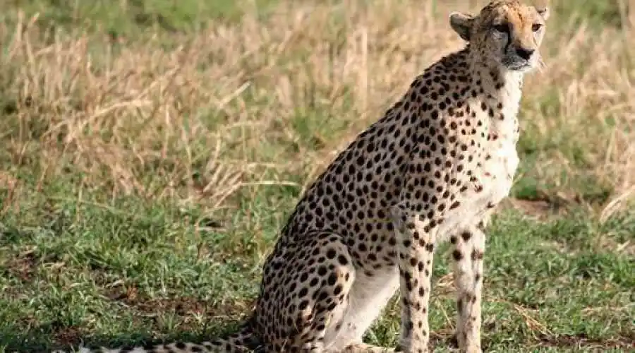 Cheetah (Acinonyx jubatus)