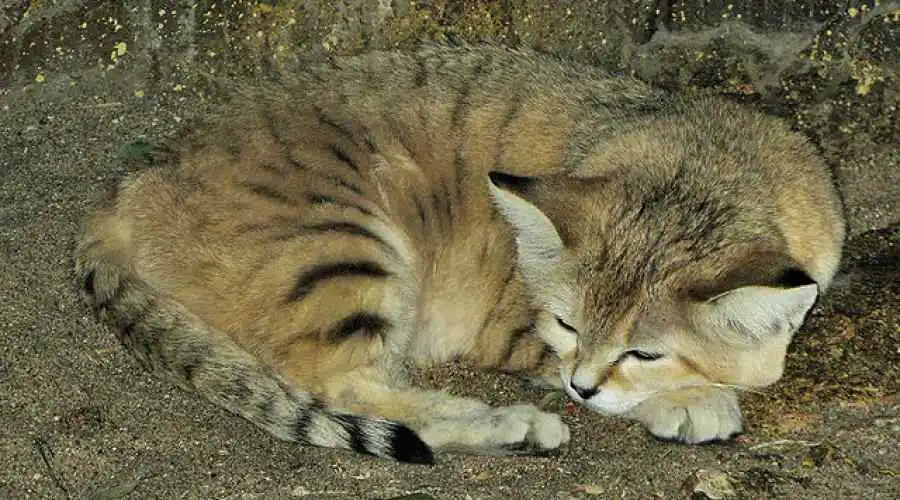 Sand cat (Felis margarita)