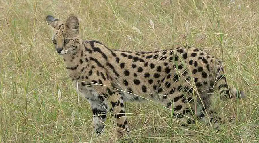 Serval (Leptailurus serval)