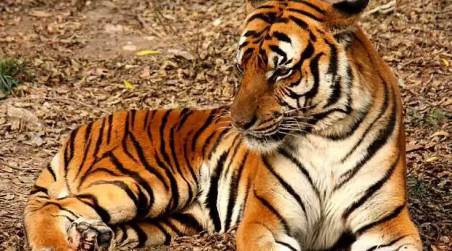 South Chinese tiger (Panthera tigris ssp. amoyensis)